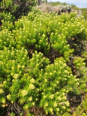 Ozothamnus turbinatus