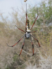 Trichonephila inaurata madagascariensis