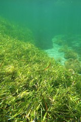 Amphibolis griffithii