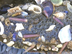 Strongylocentrotus purpuratus