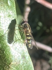 Lapposyrphus