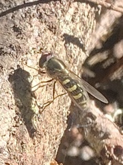 Lapposyrphus