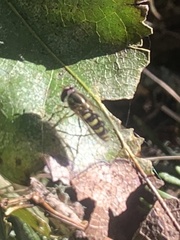 Lapposyrphus