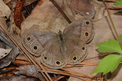 Megisto cymela cymela