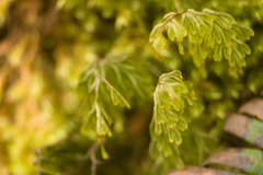 Hymenophyllum lanceolatum