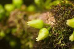 Melicope clusiifolia