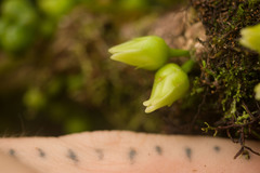 Melicope clusiifolia