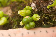 Melicope clusiifolia