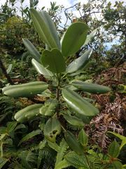 Melicope clusiifolia