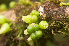 Melicope clusiifolia