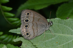 Megisto cymela cymela