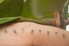 Melicope clusiifolia