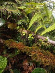 Melicope clusiifolia