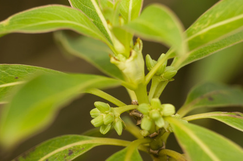 Oahu mirrorplant (Coprosma longifolia)