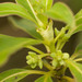 Coprosma longifolia - Photo (c) Kevin Faccenda, algunos derechos reservados (CC BY), subido por Kevin Faccenda