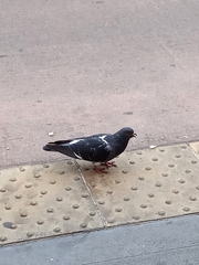 Columba livia domestica
