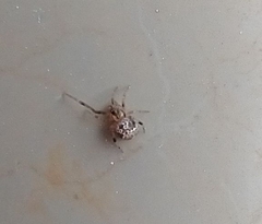 Theridiidae