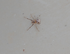 Theridiidae