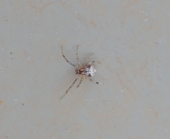 Theridiidae
