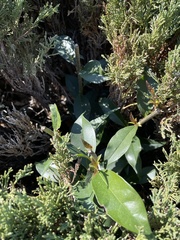 Glänzender Liguster (Ligustrum lucidum): Herkunft und Verwendung — Foto 2