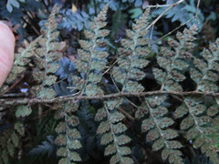 Polystichum oculatum