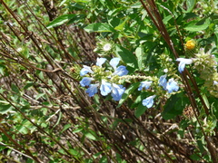Salvia uliginosa