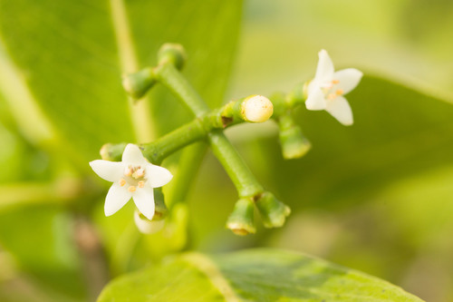 Psychotria fauriei