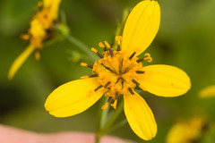 Bidens macrocarpa