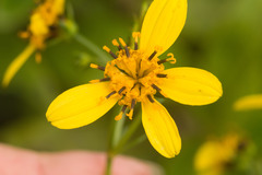 Bidens macrocarpa