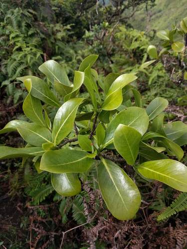 Psychotria fauriei