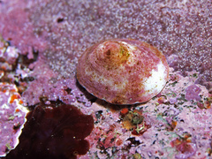 Acmaea