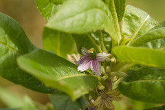 Scaevola mollis
