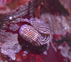 Liparis mucosus