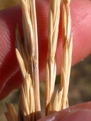 Elymus lanceolatus