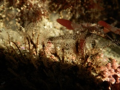 Abietinaria