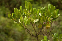 Melicope oahuensis
