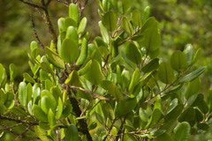 Melicope oahuensis