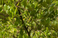 Melicope oahuensis