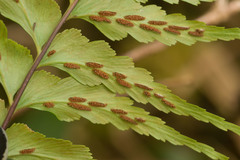 Asplenium contiguum