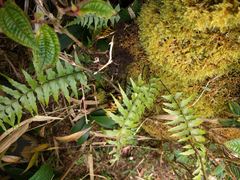 Asplenium contiguum