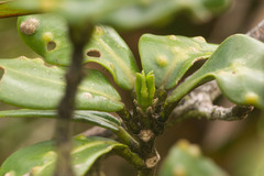 Melicope clusiifolia