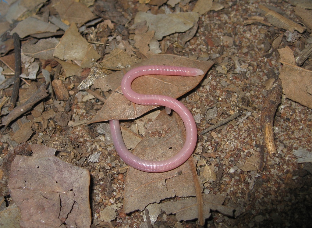 Amphisbaena arenaria
