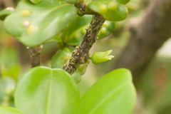 Melicope clusiifolia