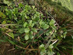 Melicope clusiifolia