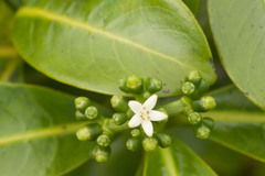 Psychotria mariniana