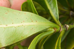 Psychotria mariniana