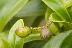 Psychotria mariniana