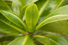 Psychotria mariniana