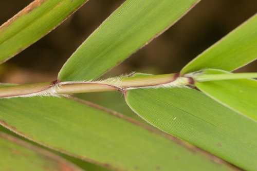 Isachne distichophylla