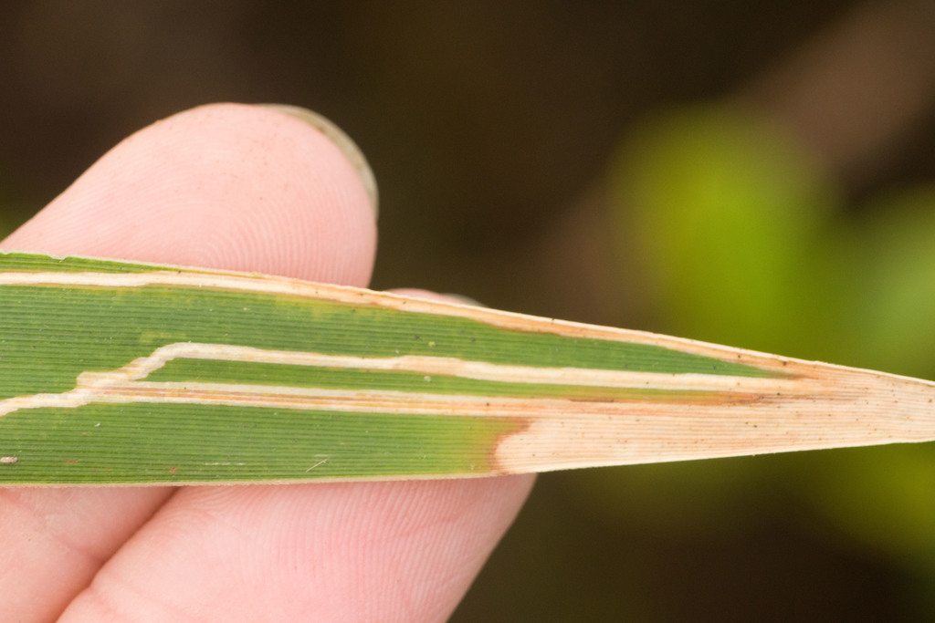 Bedellia oplismeniella